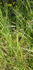 Hordeum spontaneum
