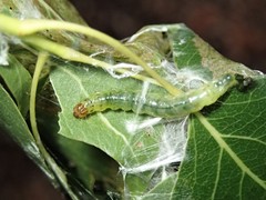 Dichocrocis clytusalis