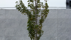 Acer