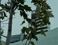 Acer