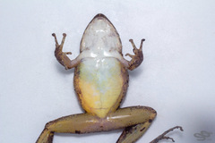 Pristimantis malkini