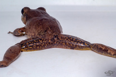 Pristimantis malkini