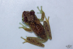 Boana nympha