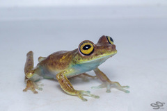 Boana nympha