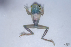 Boana nympha
