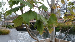 Acer
