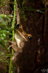 Osteocephalus planiceps