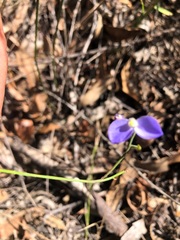 Comesperma sphaerocarpum