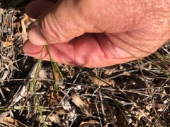 Comesperma sphaerocarpum