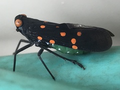 Desudaba maculata