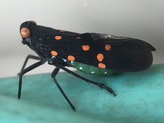 Desudaba maculata