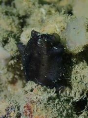Scutus unguis