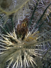 Synalpheus stimpsonii