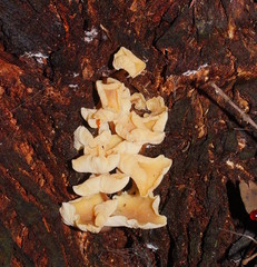 Collybia eucalyptorum
