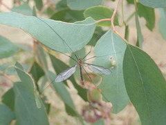 Leptotarsus hilli