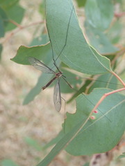 Leptotarsus hilli