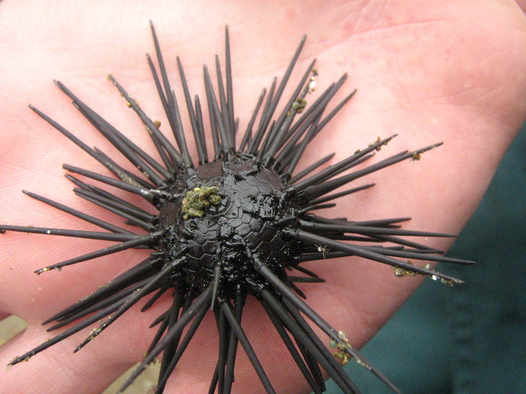 Black Starry Sea Urchin