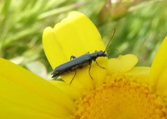 Oedemera crassipes