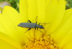 Oedemera crassipes