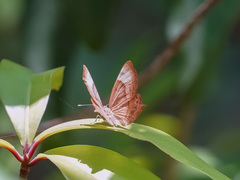 Abisara echerius