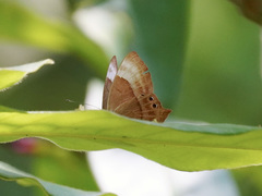 Abisara echerius