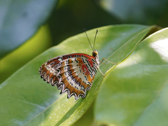 Cethosia biblis