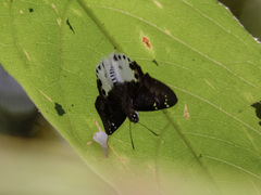 Tagiades ultra