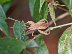 Molipteryx hardwickii