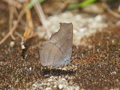 Laringa horsfieldii