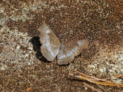 Laringa horsfieldii