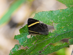 Abisara fylla