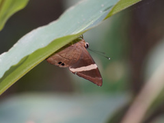 Abisara fylla