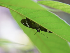 Coladenia