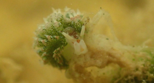 Photo of Sea sheep (Leaf sheep) (Costasiella kuroshimae)