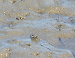 Macrophthalmus pacificus