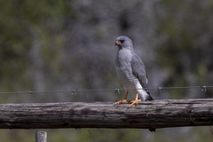 Micronisus gabar gabar