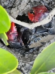 Neosarmatium trispinosum