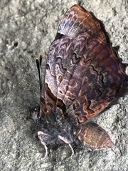 Ogyris abrota