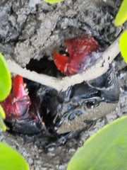 Neosarmatium trispinosum