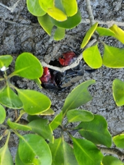 Neosarmatium trispinosum