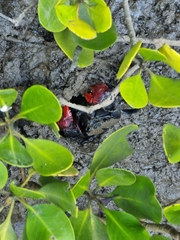 Neosarmatium trispinosum