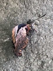 Ogyris abrota