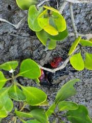 Neosarmatium trispinosum