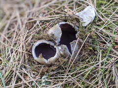 Sarcosphaera coronaria