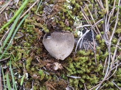 Dissingia leucomelaena