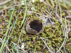 Dissingia leucomelaena