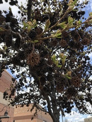 Liquidambar styraciflua