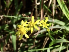 Solidago decurrens