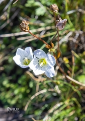 Gentianella diemensis