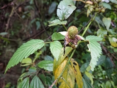 Rubus cardotii